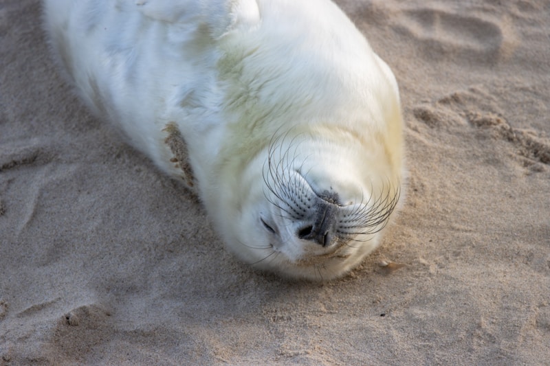 A seal relaxing by the water