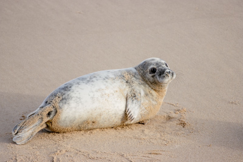 A seal looking toward the camera